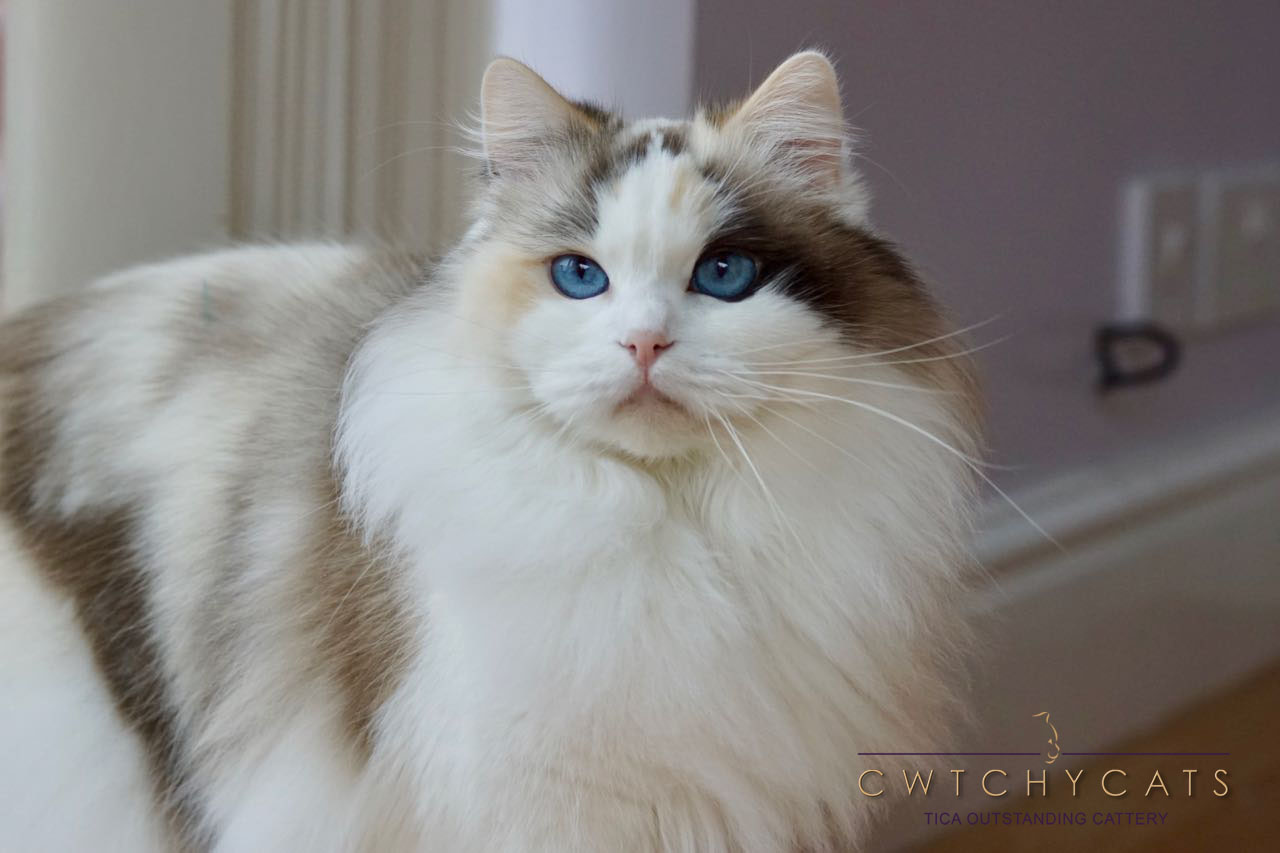 ragdoll seal tortie