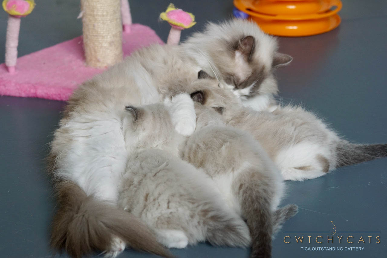 Keira & Kittens 7 Weeks (1).jpg